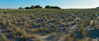 Adaptive restoration of the former saltworks in Camargue, southern France