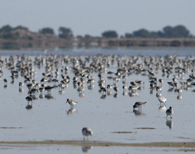 Flock of dunlins (Calidris alpina) and sanderlings (Calidris alba) on sandflats in the former saltworks