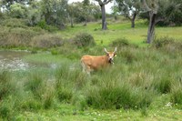 Autonomous adaptation to droughts in an agro-silvo-pastoral system in Alentejo