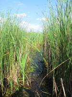 Climate adapted management of the Kis-Sárrét area in the Körös-Maros National Park