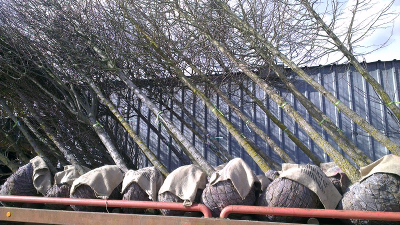 New trees ready to plant in Paris