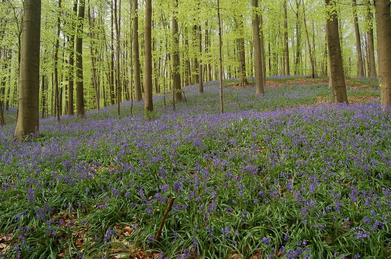 Bluebell vegetation