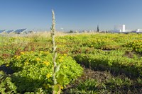 Green roofs in Basel, Switzerland: combining mitigation and adaptation measures