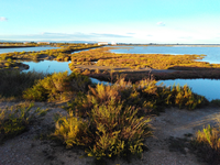 Habitat restoration and integrated management in the Ebro delta to improve biodiversity protection and climate resilience