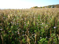 Improving soil structure of an arable crop farm in the district of Heilbronn (Germany)