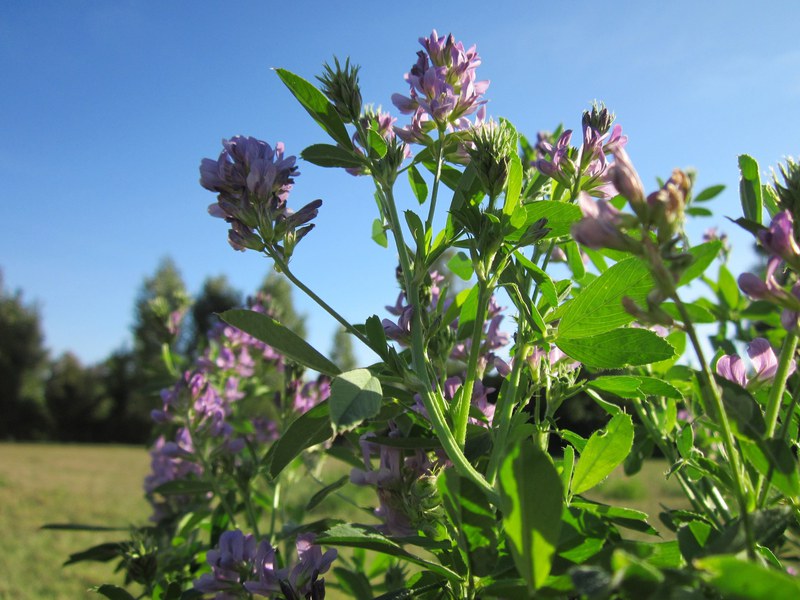 Alfalfa grass