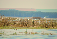 Lower Danube green corridor: floodplain restoration for flood protection