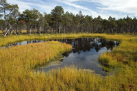 Moor protection in the Allgäu region (Germany) through a stakeholder-based approach