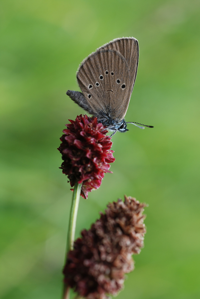 Dusky large blue (Maculinea nausithous) at a great burnet (Sanguisorba officinalis)