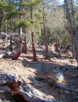 Nature-based measures against rockfalls over forests in the Engadin Region, Switzerland