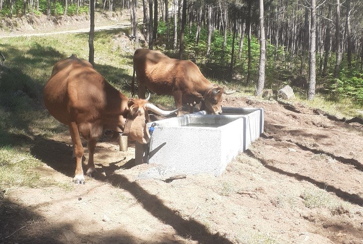 Water supply infrastructure for animals