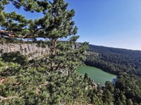 Sustainable climate change adaptation of forestry  in the province of Soria, Spain