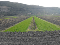 The integrated system of Nature-based Solutions to mitigate floods and drought risks in the Serchio River Basin (Italy)